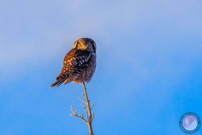 Northern Hawk Owl