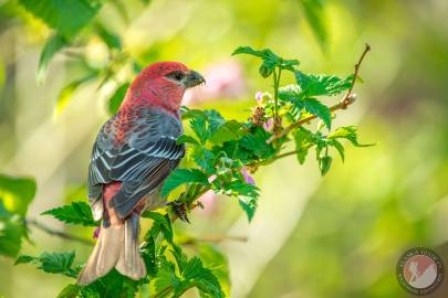 Pine Grosbeak