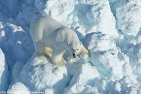 Polar Bear