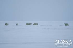 A group of polar bears near Kaktovik.