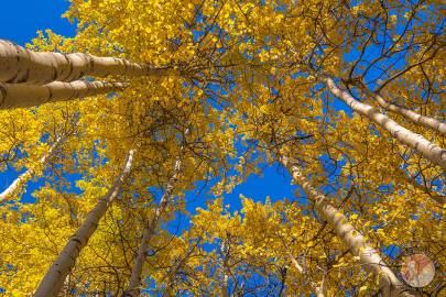 Quaking Aspen