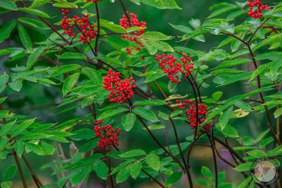 Red Elderberry