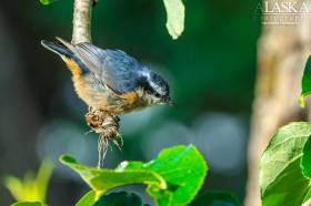 Red-breasted Nuthatch