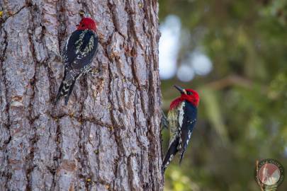 Red-breasted Sapsucker