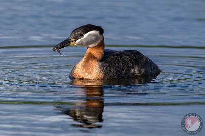 Red-necked Grebe