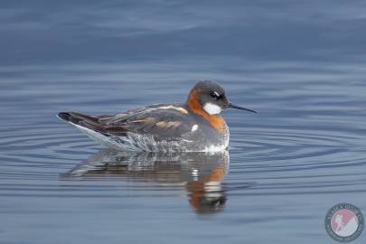 Red-necked Phalarope