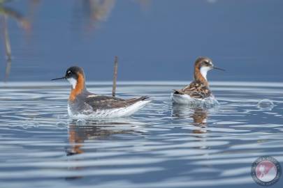 Red-necked Phalaropes on Robe Lake, Valdez.