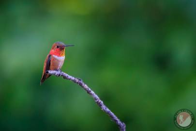 Rufous Hummingbird