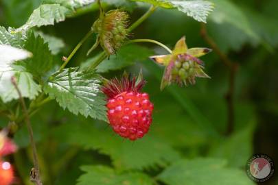 Identify Alaskan Berries