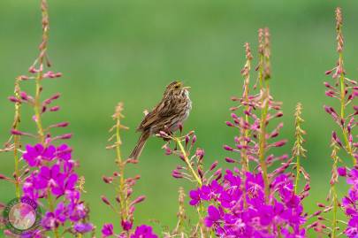 Savannah Sparrow