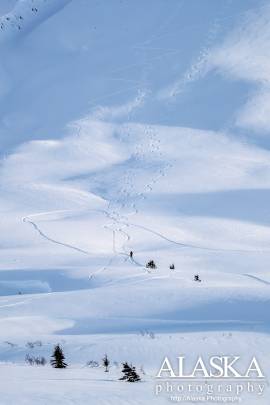 Skiers skin up the base of School Bus at Thompson Pass, near Valdez.