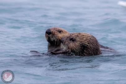 Sea Otter