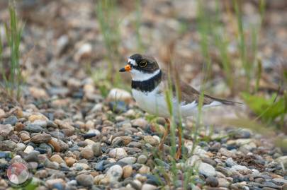 Semipalmated Plover