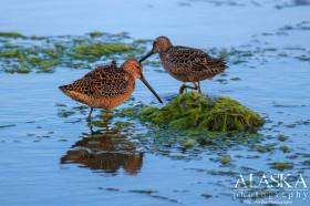 Short-billed dowitchers on the shore of Port Valdez.