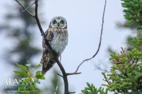 Short-eared Owl