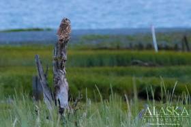 A Short-eared owl sits watching gulls cry at it's presence flying overhead.