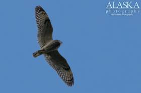 Short-eared Owl in flight near Valdez.