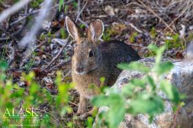 Snowshoe Hare