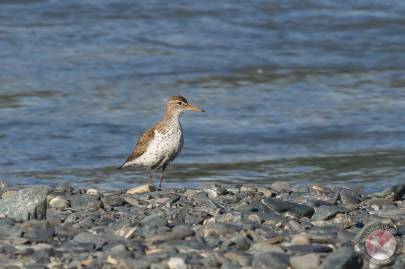 Spotted Sandpiper