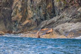 Steller sea lions on Bull Head, Glacier Island, Prince William Sound.