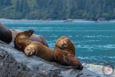 Steller Sea Lion