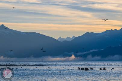 Sea lions sit in Port Valdez, Valdez, Alaska as the sun sets behind the Chugach Mountains.