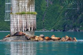 A group of Steller sea lions haul out on Middle Rock, in Port Valdez.