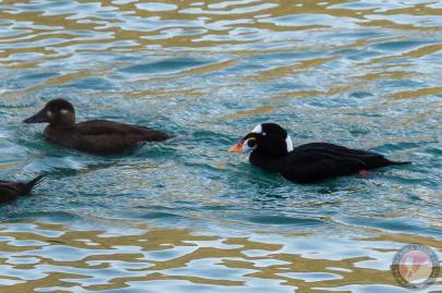 Surf Scoter