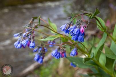 Tall Bluebells