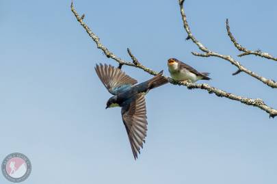 Tree Swallow