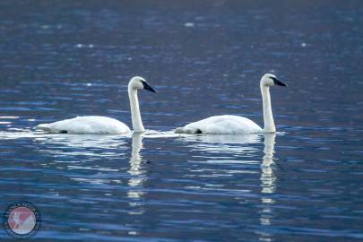 Trumpeter Swan