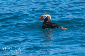 A tufted puffin floats off Porpoise Rocks in Hinchinbrook Entrance.