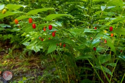 Watermelon Berry