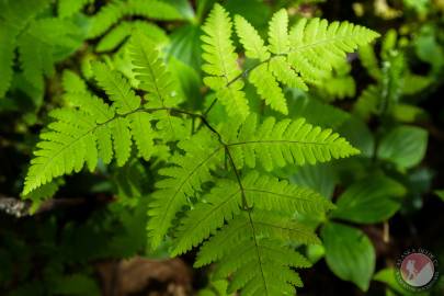 Western Oakfern