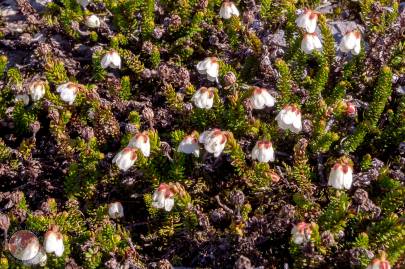 White Mountain Heather