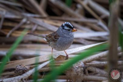 White-crowned Sparrow