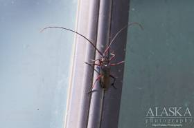 A white-spotted sawyer climbs the edge of the windshield of a shuttle bus in Denali National Park and Preserve.