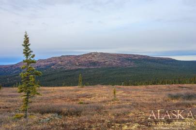 The tripod marks where Wickersham Dome Trail meets the ski loop trail below the dome.