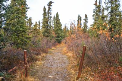 The beginning of Wickersham Dome Trail