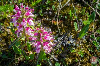 Woolly Lousewort