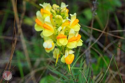 Yellow Toadflax