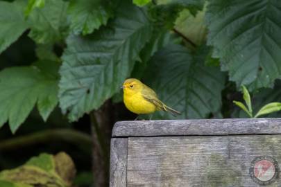 Yellow Warbler