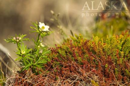 A Narcissus-flowered anemone grows among Angel Rocks.