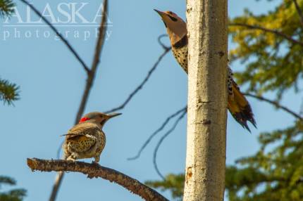 Northern flickers display for territory.