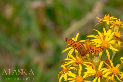 Silver-bordered fritillary on black-tipped groundsel outside near Glennallen.