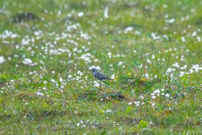 An American golden plover near the Kavik River, ANWR.