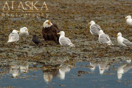 Glaucous-winged gulls, and a crow, wait for a bald eagle to leave them some food, along Port Valdez, and Solomon Gulch.