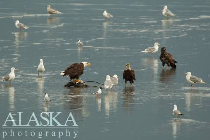 Glaucous-winged (large white and grey), Bonaparte's (black head), and a mew (bottom right) gulls, watch eagerly as a bald eagle picks apart a salmon along Port Valdez.