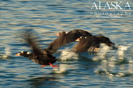 Surf Scoters run across the surface of Port Valdez.