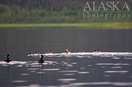 Scoters and Oldsquaws lounge on Quartz Lake.